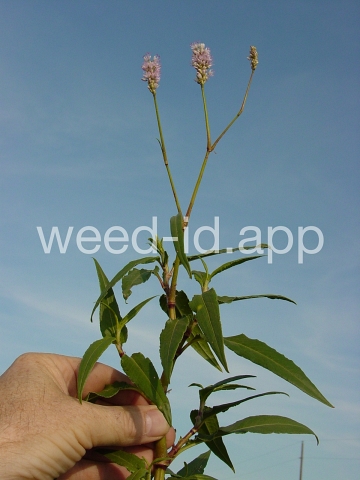 smartweed, water